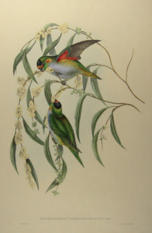John Gould's Birds of Australia